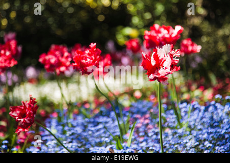 L'Estella Rijnveld tulip in un bellissimo giardino selvaggio Foto Stock