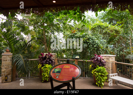 La foresta tropicale nel conservatorio Phipps Pittsburgh PA Foto Stock