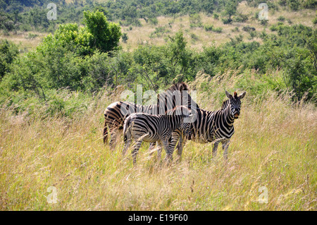 Zebre nelle praterie, Parco Nazionale di Pilanesberg, Pilanesberg, nord ovest della provincia, Repubblica del Sud Africa Foto Stock