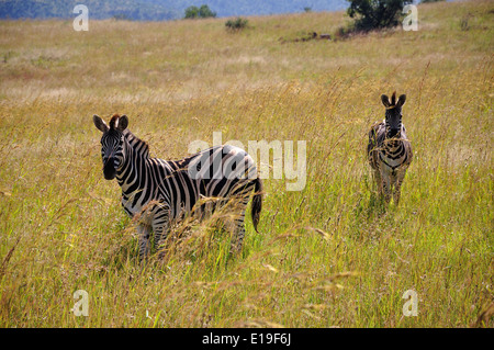 Zebre al Parco Nazionale di Pilanesberg, Pilanesberg, nord ovest della provincia, Repubblica del Sud Africa Foto Stock