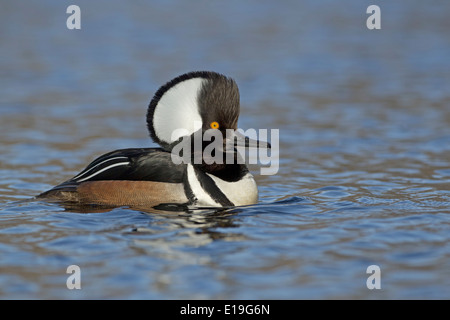 Hooded Merganser (Lophodytes cucullatus) Foto Stock