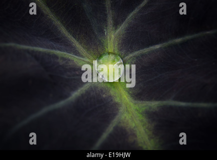 Una singola goccia di acqua si siede al buio su un orecchio di elefante Leaf Foto Stock