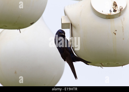 Viola martins (Progne subis) appollaiato vicino birdhouses Foto Stock