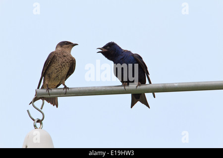 Viola martins (Progne subis) appollaiato vicino birdhouses Foto Stock