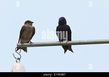 Viola martins (Progne subis) appollaiato vicino birdhouses Foto Stock