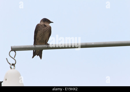 Femmina viola martins (Progne subis) appollaiato vicino birdhouses Foto Stock