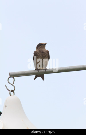 Femmina viola martin (Progne subis) appollaiato vicino birdhouses Foto Stock