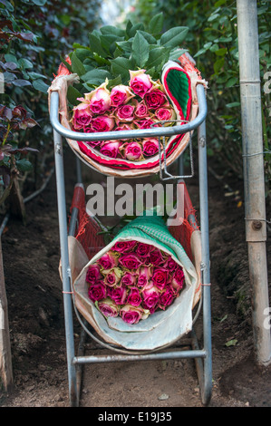 Le rose raccolto, piantagione in Tumbaco, Cayambe, Ecuador, Sud America Foto Stock