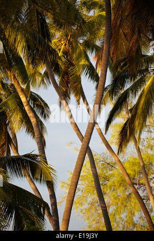 Attraversamento di palme sulla spiaggia tropicale Foto Stock