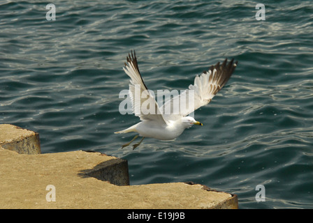 Sea Gull decollo dalla sporgenza di roccia Foto Stock