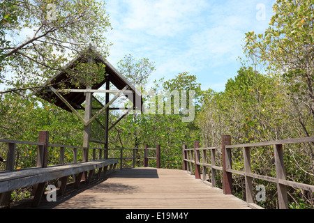 I passaggi nella foresta di mangrovie Foto Stock