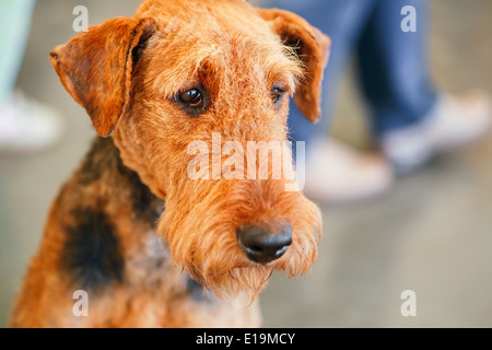 Brown Airedale Terrier cane close up ritratto Foto Stock