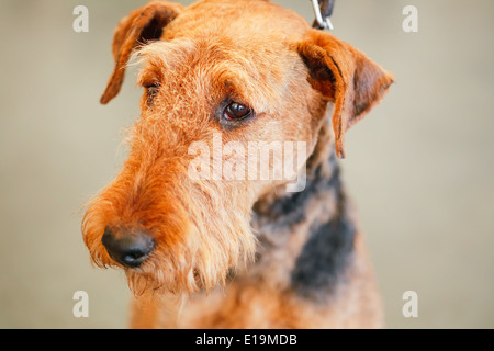 Brown Airedale Terrier cane close up ritratto Foto Stock