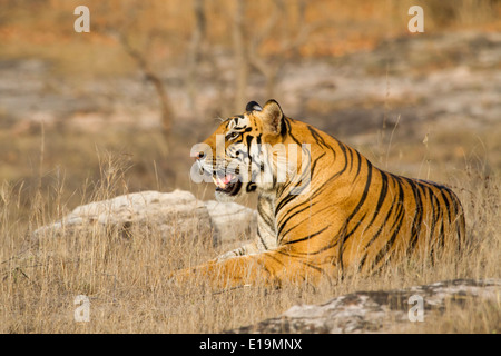 Tigre maschio che stabilisce guardando lateralmente, bandhavgarh national park, Madhya Pradesh, India, Asia Foto Stock