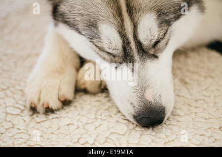 Adulto grigio Siberian Husky cane (Sibirsky husky) dormire nel suo letto Foto Stock