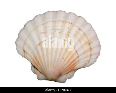Molluschi bianco isolato su sfondo bianco Foto Stock