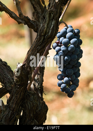 Grandi mazzi di vino rosso uva appeso da una vecchia vigna in luce calda del pomeriggio Foto Stock