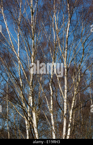 Silver birch tronchi d albero contro un cielo blu Foto Stock