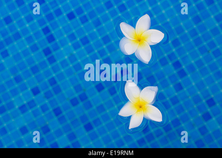 Due fiori di frangipani su blu Foto Stock