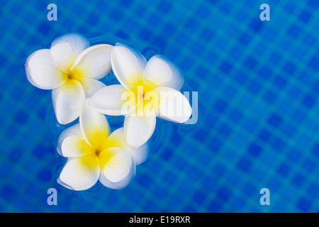 Freschi di fiori di frangipani su acqua blu Foto Stock