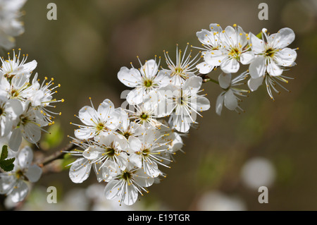 Prugnolo o Sloe blossom - Prunus spinosa Foto Stock