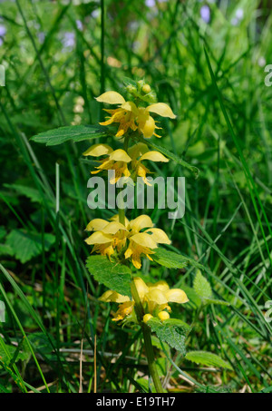 Giallo - Arcangelo Lamiastrum galeobdolon in impostazione di bosco Foto Stock