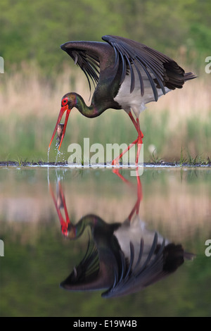 Cicogna Nera (Ciconia nigra) pescare un pesce Foto Stock