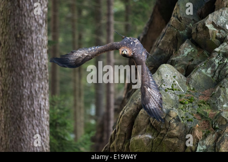 Aquila reale (Aquila chrysaetos) volare attraverso una montagna-regione foresta Foto Stock