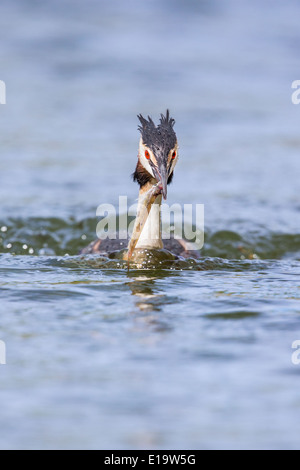 Adulto Svasso maggiore (Podiceps cristatus) nuoto verso la telecamera tenendo un pesce non identificato Foto Stock