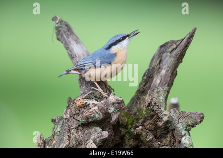 Adulto picchio muratore eurasiatica (Sitta europaea) in piedi su un ceppo di albero con un seme nel suo becco Foto Stock