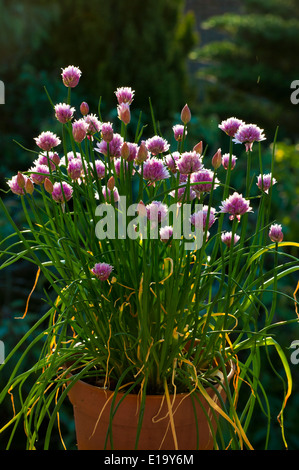 Erba cipollina fiori nel giardino Allium schoenoprasum Foto Stock