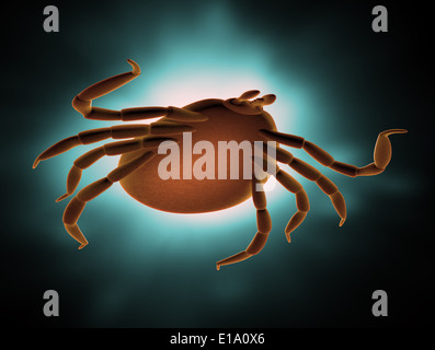 Deer tick - Malattia di Lyme carrier Foto Stock