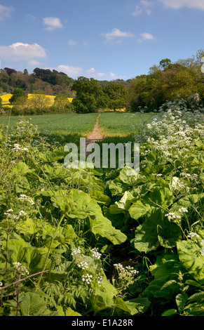 Bella campagna in scena con la mucca di prezzemolo, Cotswolds, Inghilterra. Foto Stock