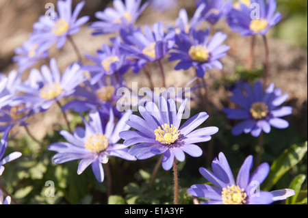 Delicato blu violetto fiori cresce in uno splendido sole primaverile Foto Stock