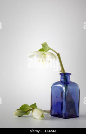 Bianco con Hellebores blu bottiglia di vetro Foto Stock