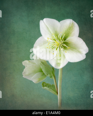 Hellebores bianco su sfondo a trama Foto Stock