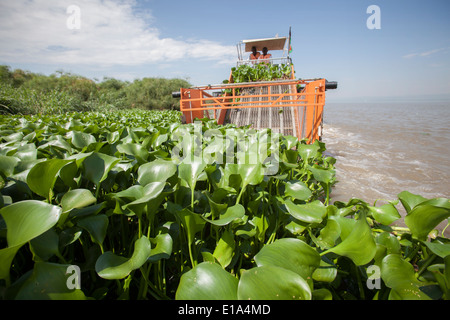 Giacinto di acqua (Eichhornia Crassipes) semovente sul lago Victoria. Foto Stock