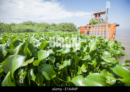 Giacinto di acqua (Eichhornia Crassipes) semovente sul lago Victoria. Foto Stock