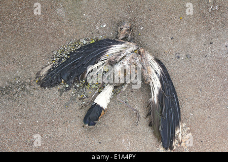 Piccione morto decapitato decomponendo sulla sabbia Foto Stock