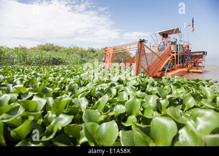 Giacinto di acqua (Eichhornia Crassipes) semovente sul lago Victoria. Foto Stock