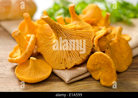Un raggruppamento di appena raccolto finferli. Foto Stock