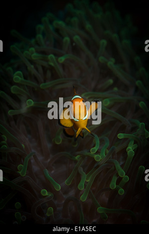 Western clown anemonefish (Amphiprion ocellaris) nel Mare delle Andamane, Thailandia Foto Stock