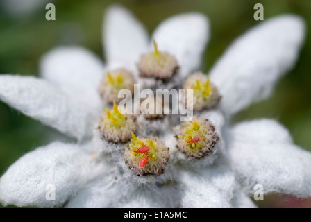 Edelweiss in Stiria, Austria (Leontopodium nivale) Foto Stock