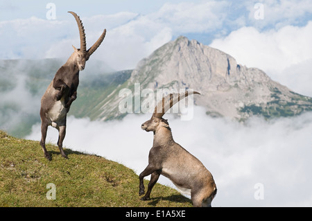 Stambecco delle Alpi (Capra ibex) Foto Stock