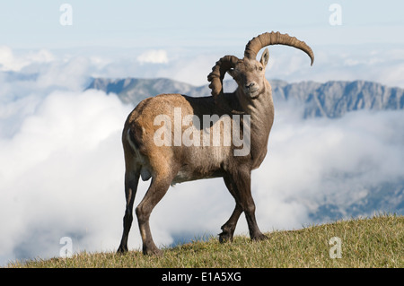 Stambecco delle Alpi (Capra ibex) Foto Stock