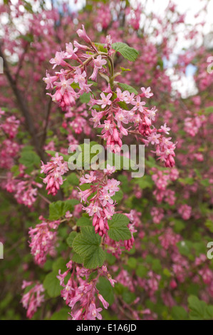 Morbida delicati fiori di colore rosso Ribes rosa ad arbusto redflower bush un sacco di luminoso vibrante blossom Foto Stock