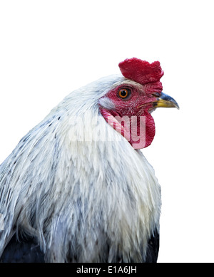 Bianco e nero testa di gallo shoot isolati su sfondo bianco Foto Stock