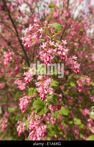 Morbida delicati fiori di colore rosso Ribes rosa ad arbusto redflower bush un sacco di luminoso vibrante blossom Foto Stock