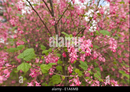 Morbida delicati fiori di colore rosso Ribes rosa ad arbusto redflower bush un sacco di luminoso vibrante blossom Foto Stock