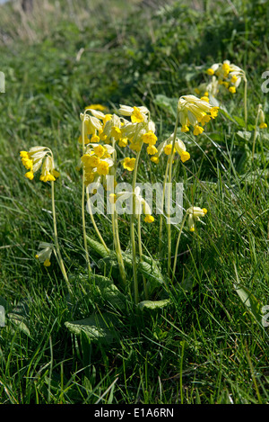 Cowslips, Primula veris, fioritura su chalk downland nel West Berkshire Foto Stock